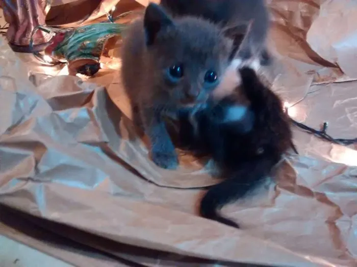 Gato ra a SRD idade Abaixo de 2 meses nome Filhotes