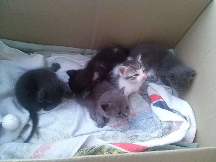 Gato ra a SRD idade Abaixo de 2 meses nome Filhotes