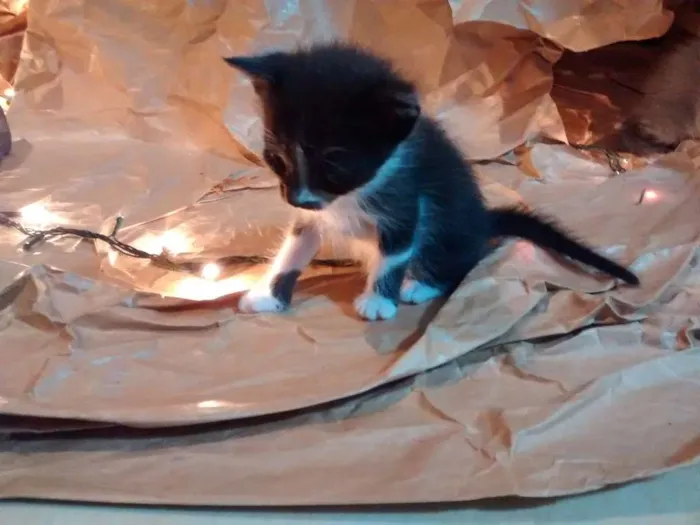 Gato ra a SRD idade Abaixo de 2 meses nome Filhotes