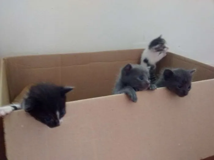 Gato ra a SRD idade Abaixo de 2 meses nome Filhotes