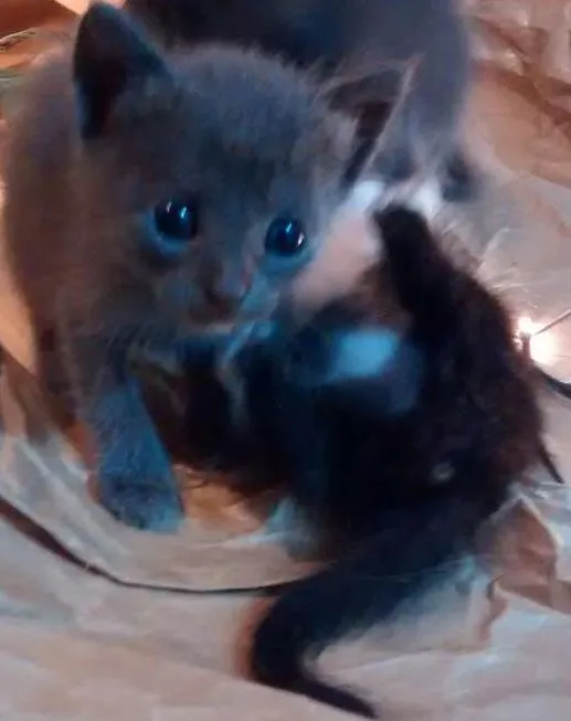 Gato ra a SRD idade Abaixo de 2 meses nome Filhotes