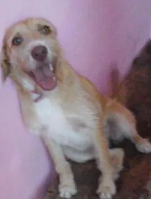 Cachorro raça Vira-lata idade 1 ano nome Mel