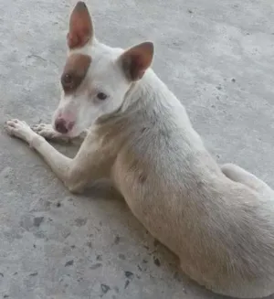 Cachorro raça Vira lata +Pitbull idade 1 ano nome Sem Nome