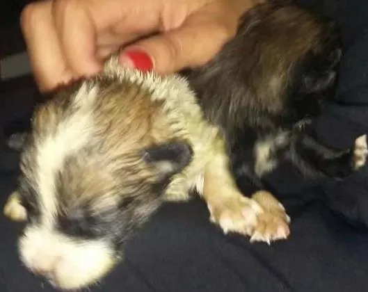 Cachorro ra a Vira Lata idade Abaixo de 2 meses nome Filhotes