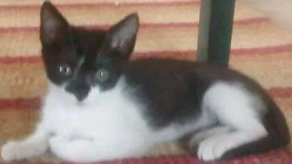 Gato ra a SRD idade 2 a 6 meses nome Pitiko