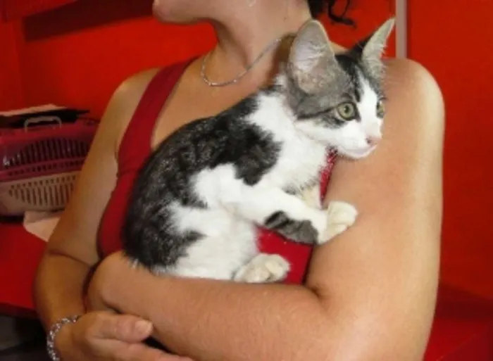 Gato ra a SRD idade 2 a 6 meses nome Gabriel