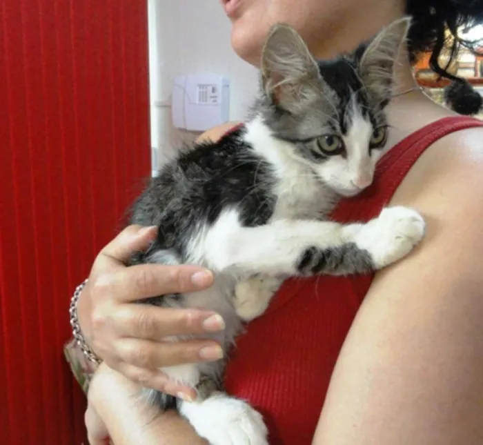 Gato ra a SRD idade 2 a 6 meses nome Gabriel