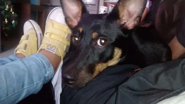 Cachorro ra a SRD idade 7 a 11 meses nome Megy