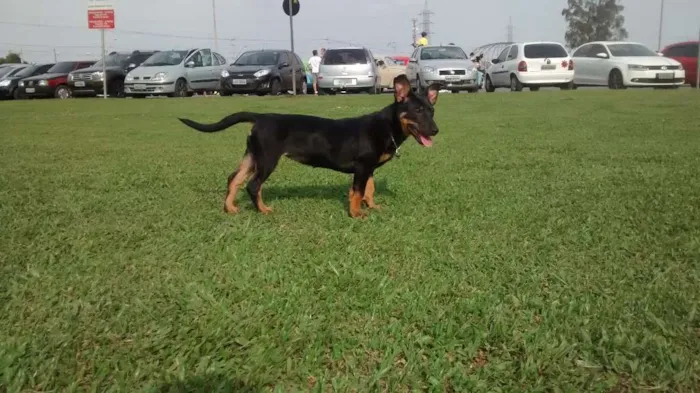 Cachorro ra a SRD idade 7 a 11 meses nome Megy