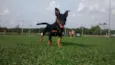 Megy