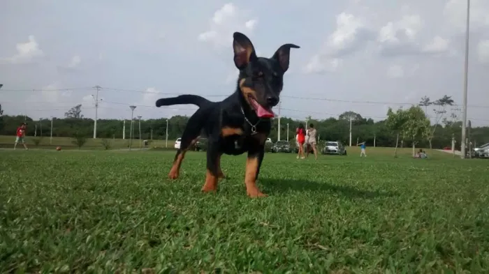 Cachorro ra a SRD idade 7 a 11 meses nome Megy
