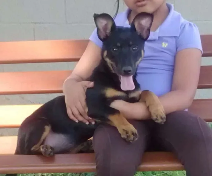Cachorro ra a SRD idade 7 a 11 meses nome Megy