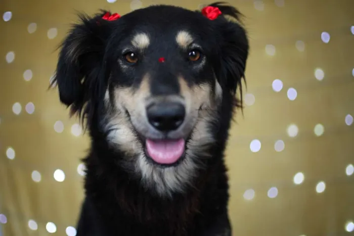 Cachorro ra a SRD idade 1 ano nome Angelina
