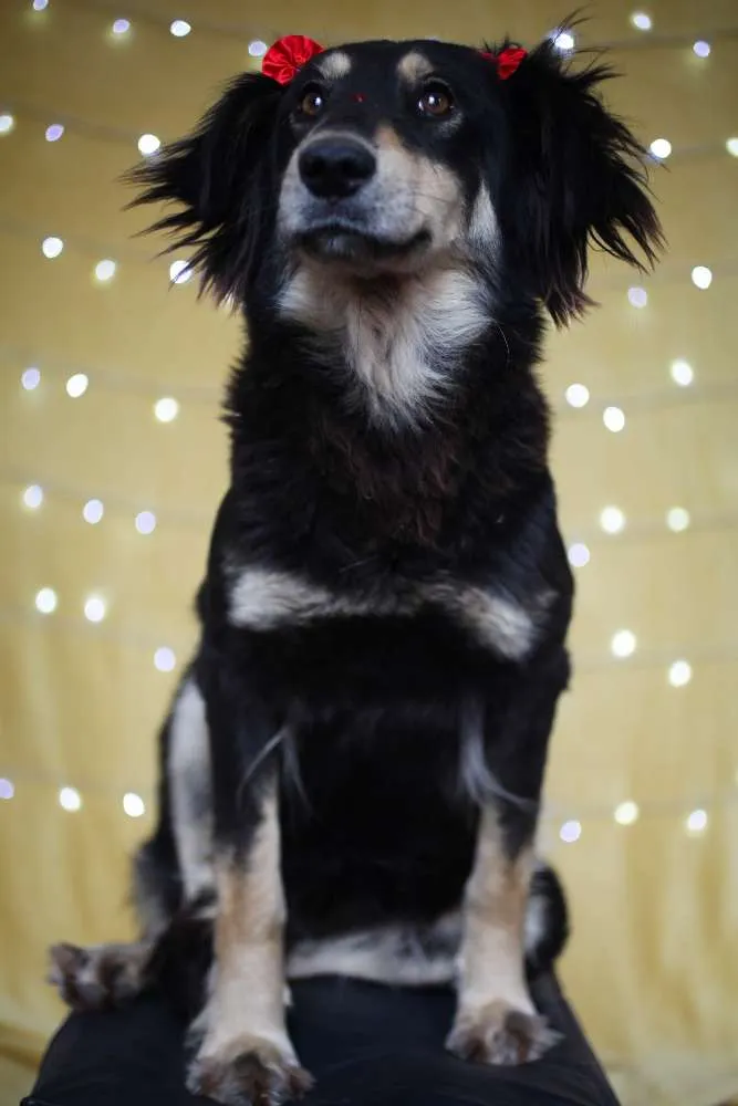 Cachorro ra a SRD idade 1 ano nome Angelina