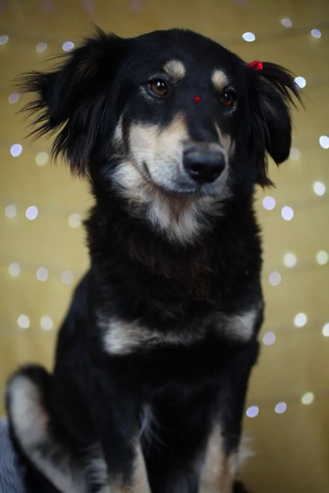 Cachorro ra a SRD idade 1 ano nome Angelina