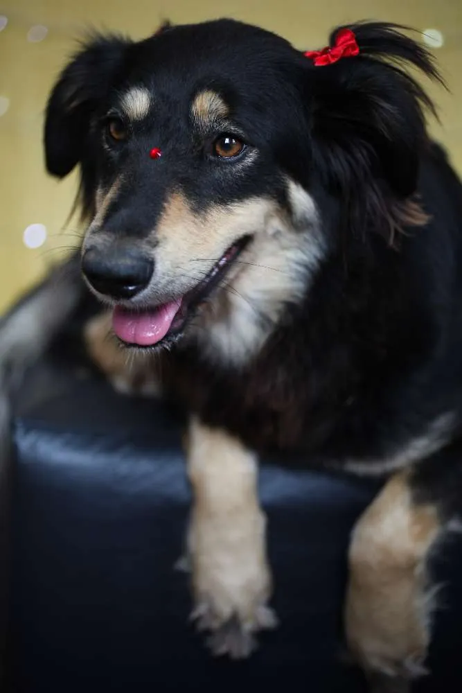 Cachorro ra a SRD idade 1 ano nome Angelina