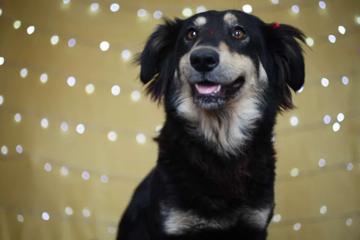 Cachorro ra a SRD idade 1 ano nome Angelina