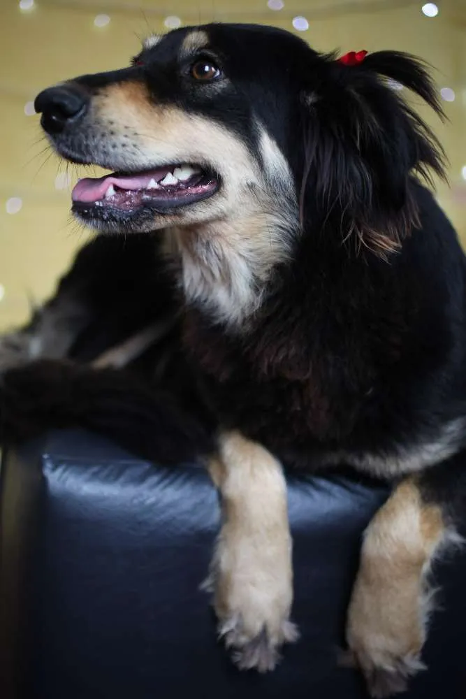 Cachorro ra a SRD idade 1 ano nome Angelina