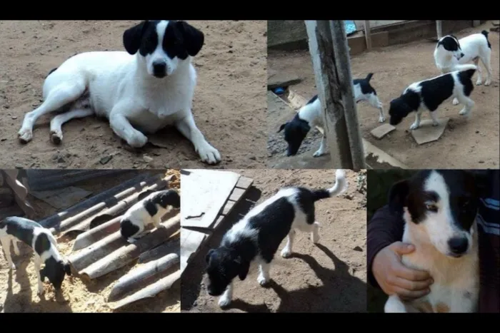 Cachorro ra a Fox idade 3 anos nome Melina e pirata