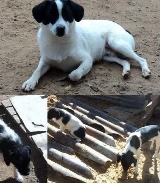 Cachorro ra a Fox idade 3 anos nome Melina e pirata