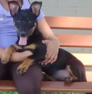 Cachorro raça SRD idade 7 a 11 meses nome Megy