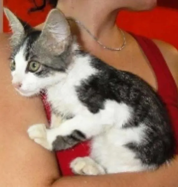 Gato ra a SRD idade 2 a 6 meses nome Gabriel