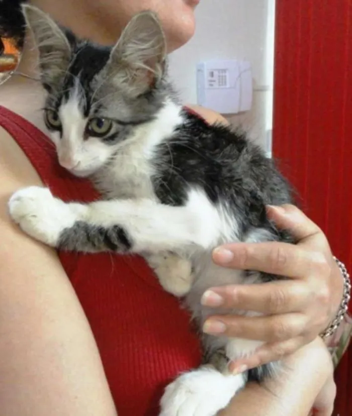 Gato ra a SRD idade 2 a 6 meses nome Gabriel