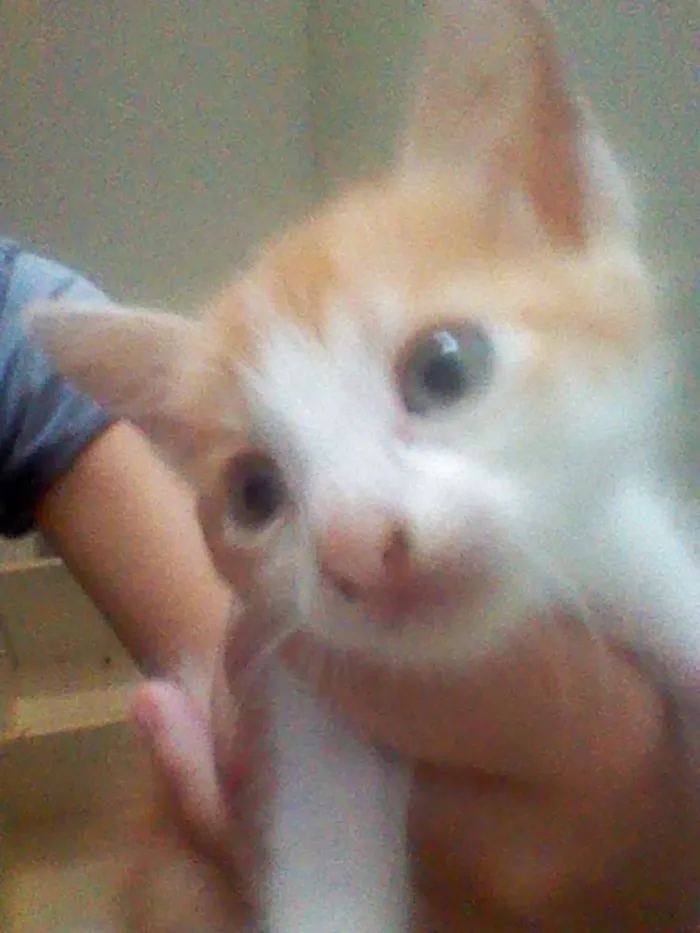 Gato raça SRD idade 2 a 6 meses nome Ainda não tem nome