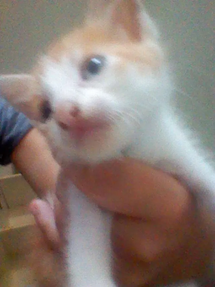 Gato raça SRD idade 2 a 6 meses nome Ainda não tem nome