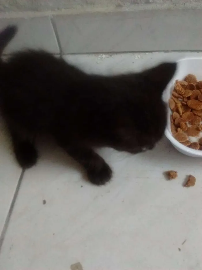 Gato raça SRD idade 2 a 6 meses nome Ainda não tem nome