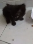 Ainda não tem nome