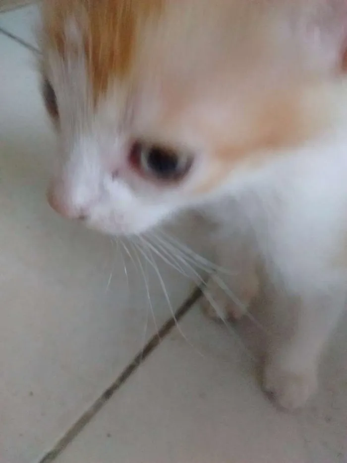 Gato raça SRD idade 2 a 6 meses nome Ainda não tem nome