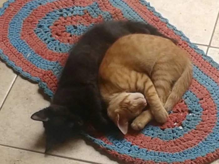Gato ra a viralata idade 2 a 6 meses nome Nala e Marie