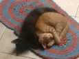 Nala e Marie