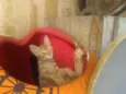 Nala e Marie