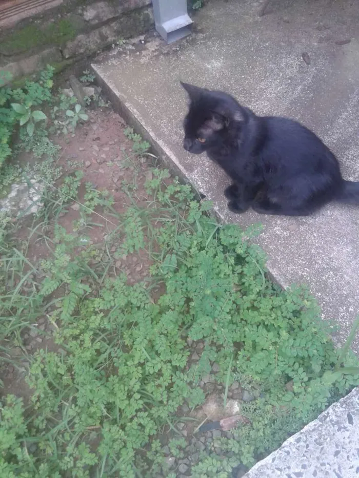 Gato ra a viralata idade 2 a 6 meses nome Nala e Marie