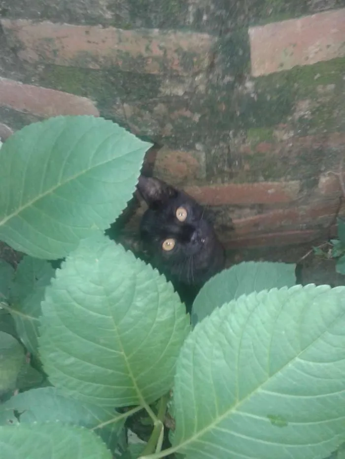 Gato ra a viralata idade 2 a 6 meses nome Nala e Marie