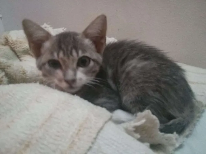 Gato raça Vira-lata idade 2 a 6 meses nome Atena