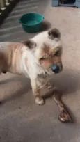 Chow chow