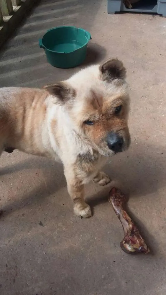 Cachorro ra a Chow Chow idade 5 anos nome Chow chow