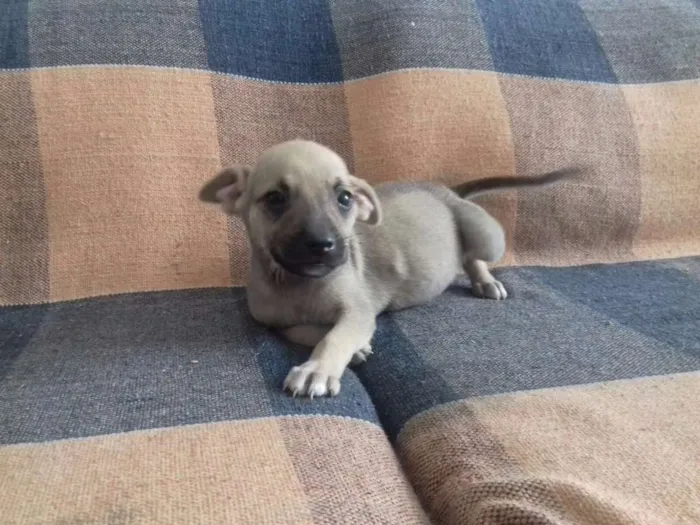 Cachorro ra a VIRA LATA idade Abaixo de 2 meses nome ZANGIEF