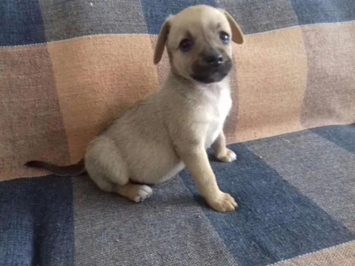 Cachorro ra a VIRA LATA idade Abaixo de 2 meses nome TSUNAMI