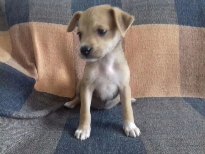 Cachorro ra a VIRA LATA idade Abaixo de 2 meses nome HONDA
