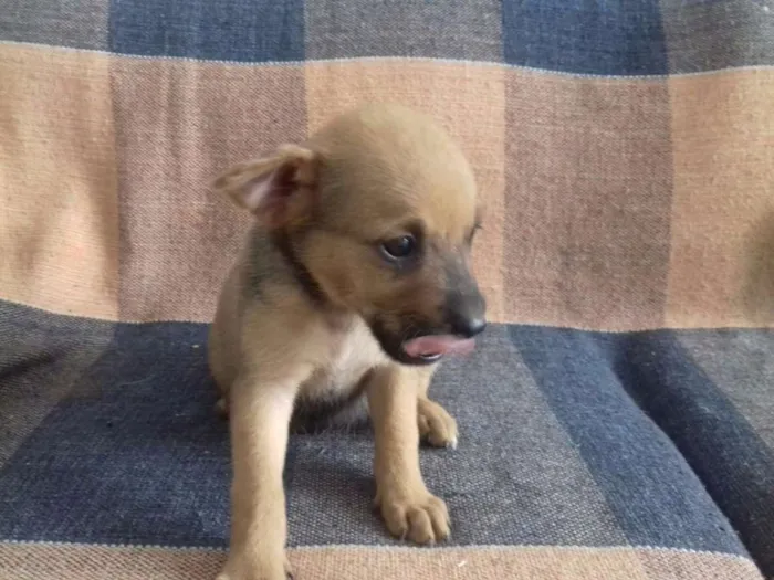 Cachorro ra a VIRA LATA idade Abaixo de 2 meses nome MARROM BOM BOM