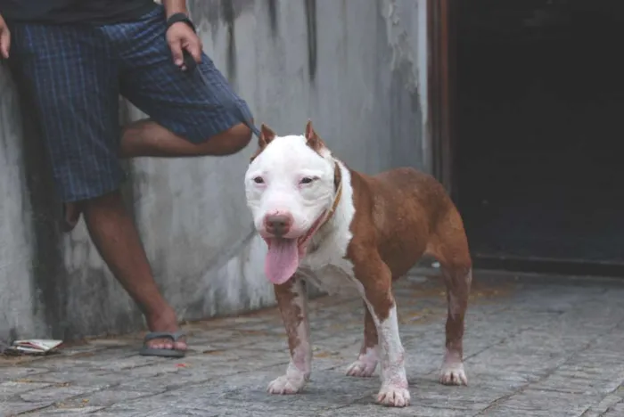 Cachorro ra a Pit-Bull idade 6 ou mais anos nome Burak