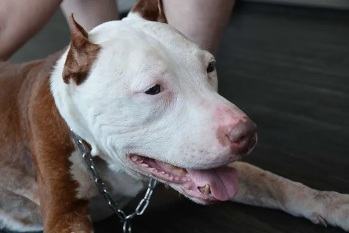 Cachorro ra a Pit-Bull idade 6 ou mais anos nome Burak