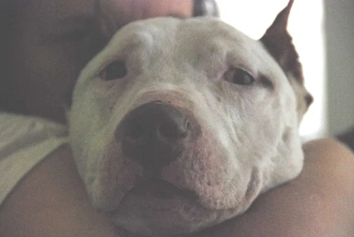 Cachorro ra a Pit-Bull idade 6 ou mais anos nome Burak