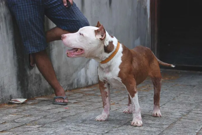 Cachorro ra a Pit-Bull idade 6 ou mais anos nome Burak