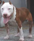 Burak