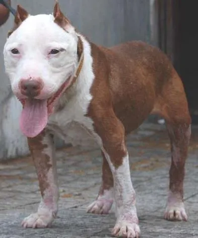 Cachorro ra a Pit-Bull idade 6 ou mais anos nome Burak